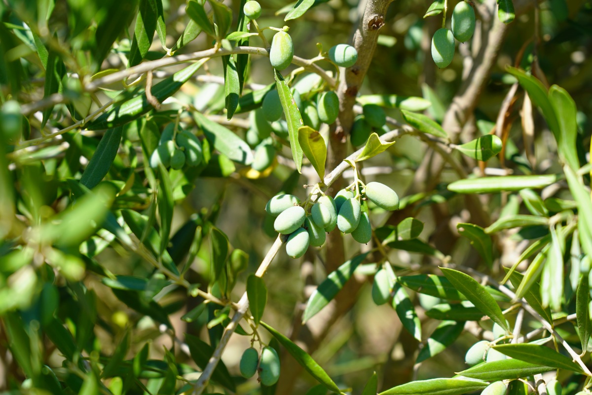 Le olive vengono raccolte meccanicamente e conferite presso l'impianto di molitura aziendale